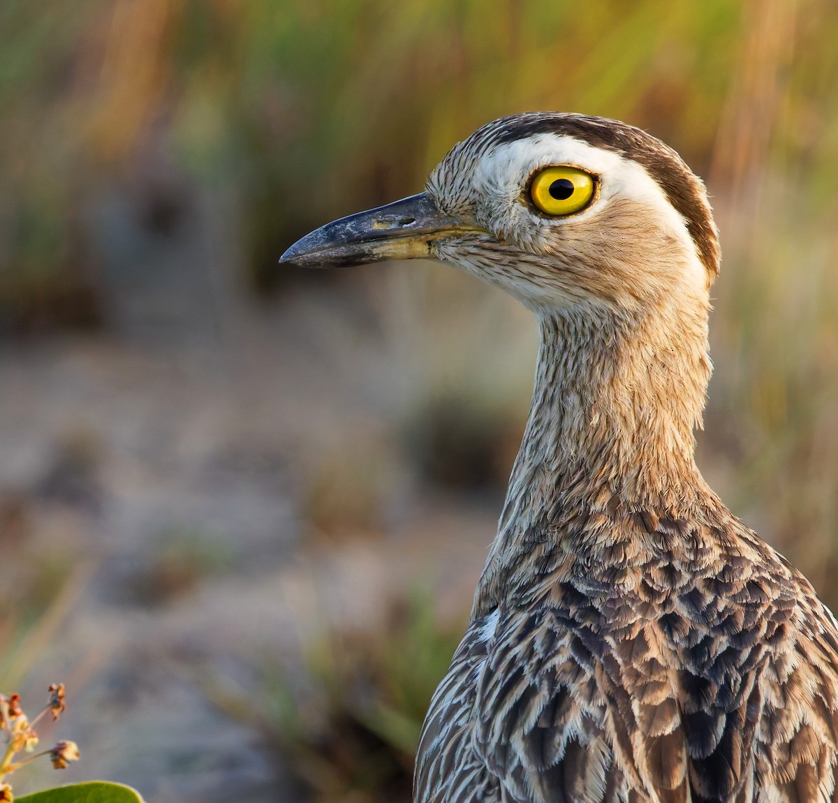 Double-striped Thick-knee - ML650071687