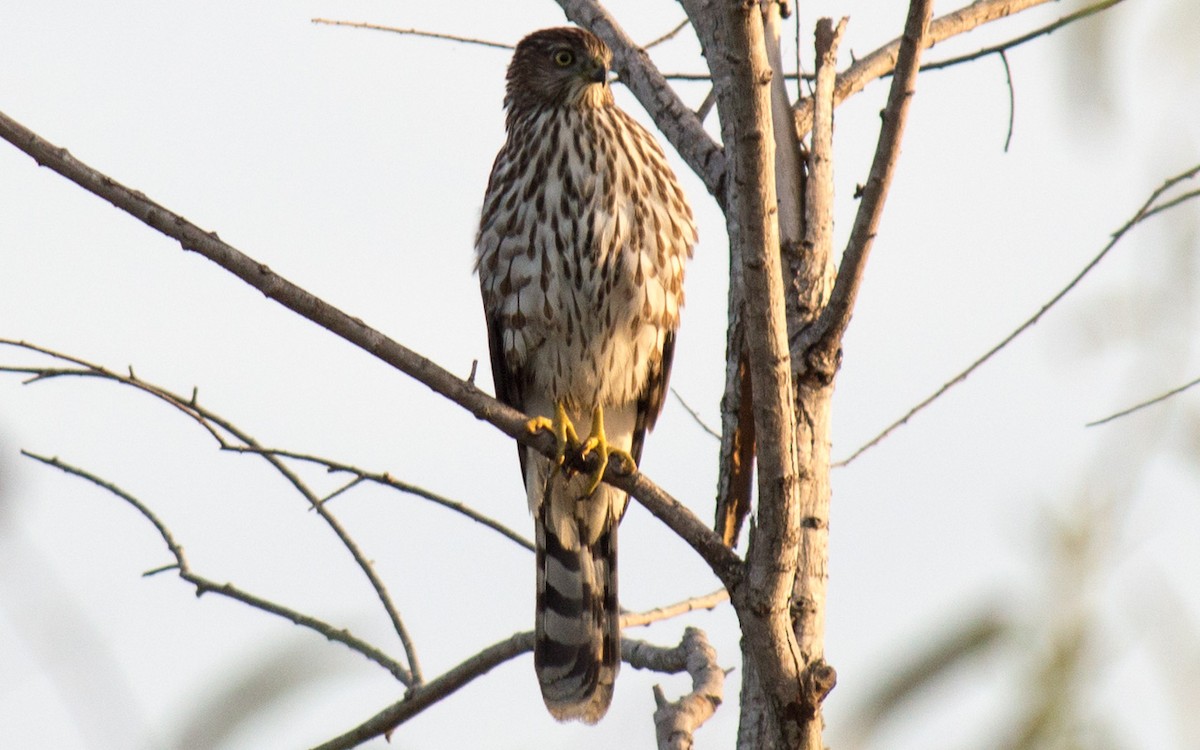 Cooper's Hawk - ML65007171