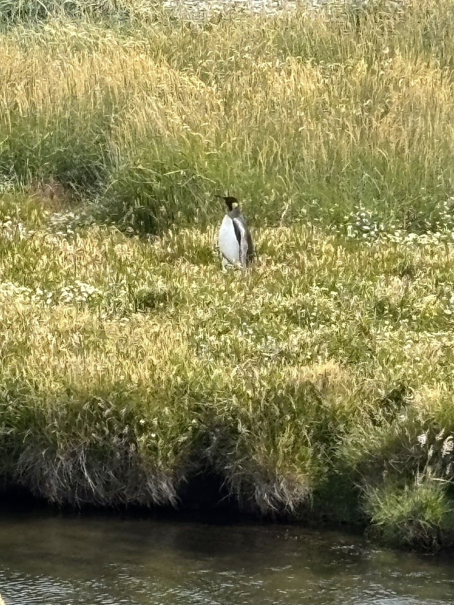 Королевский пингвин - ML650071786