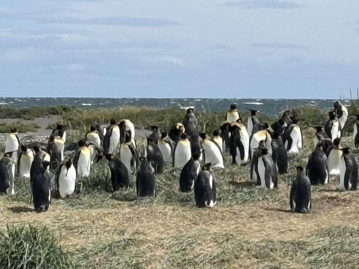 Королевский пингвин - ML650071795