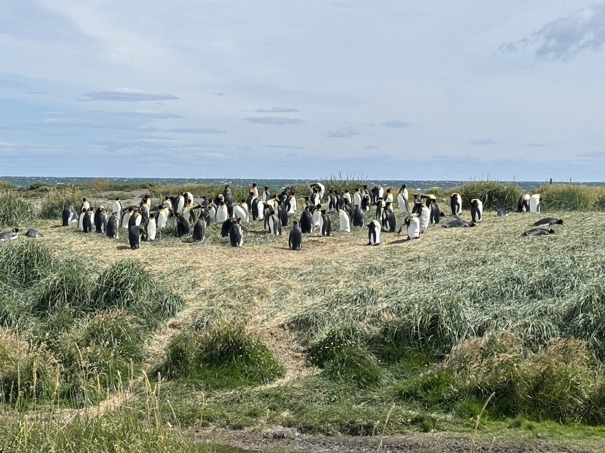 Королевский пингвин - ML650071804