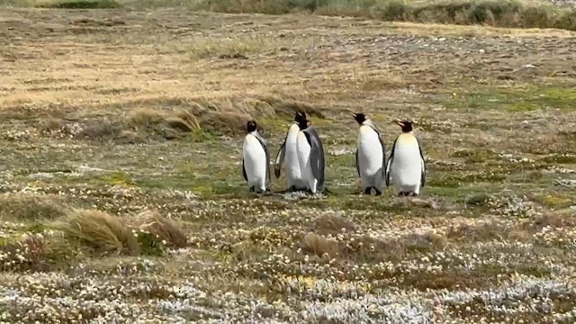 Королевский пингвин - ML650071903