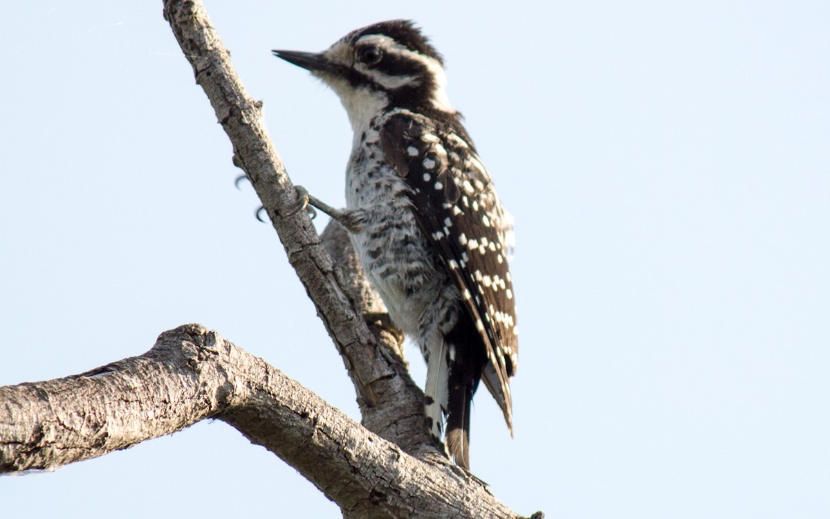 Nuttall's Woodpecker - ML65007201