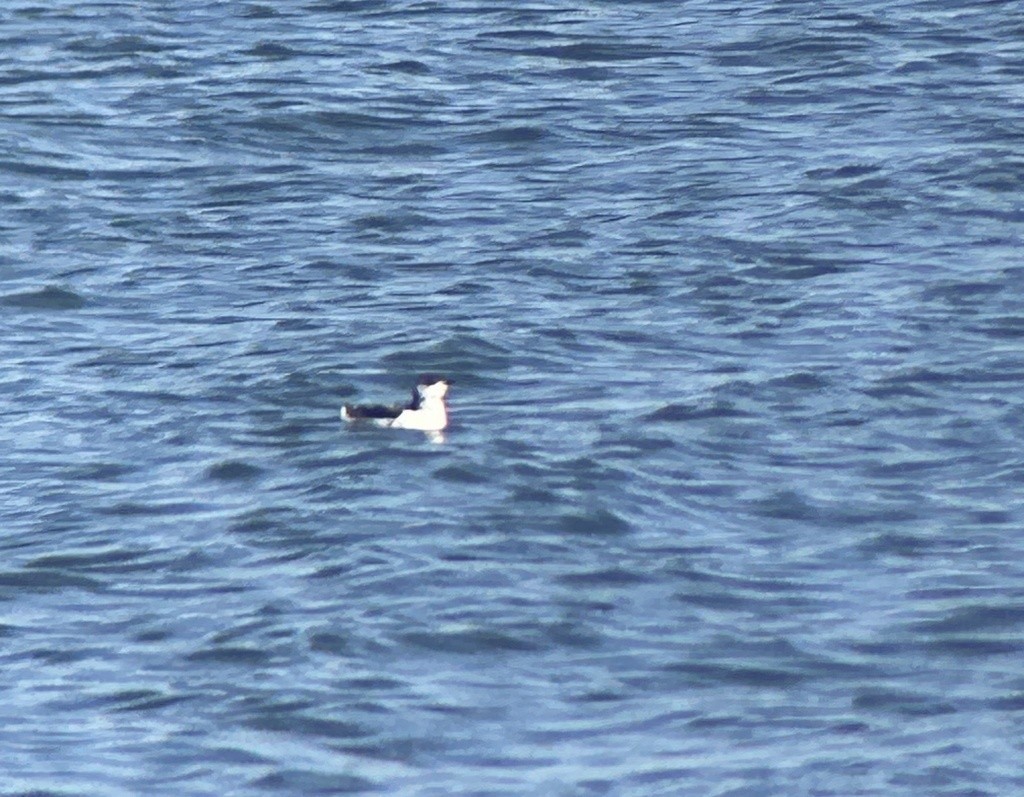 Пёстрый пыжик - ML650072203