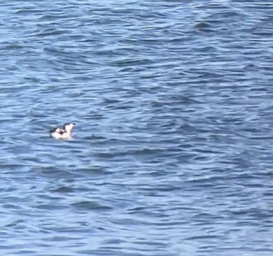 Пёстрый пыжик - ML650072205