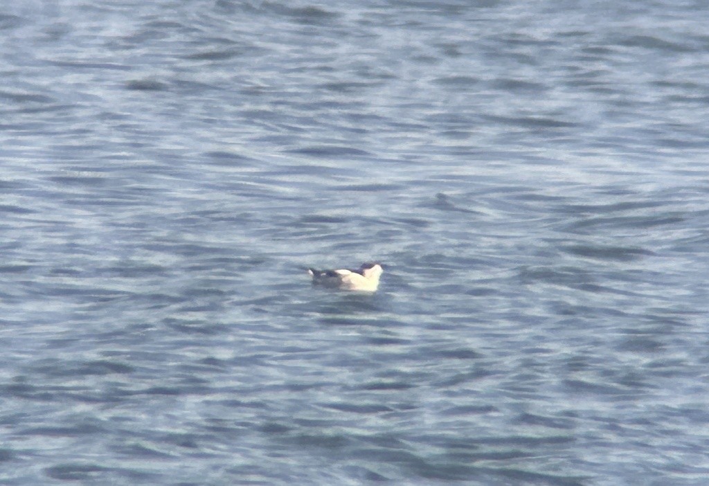 Пёстрый пыжик - ML650072206