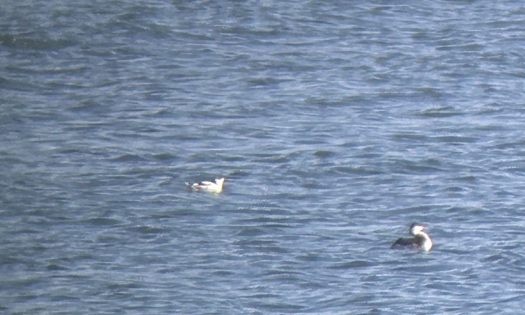 Пёстрый пыжик - ML650072207