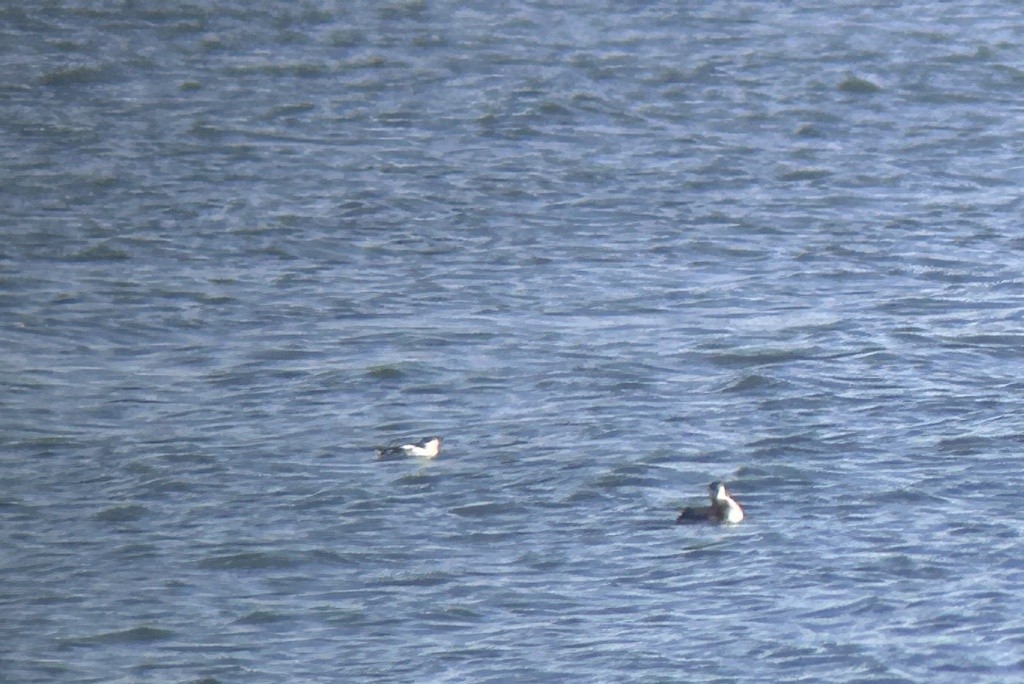 Пёстрый пыжик - ML650072208