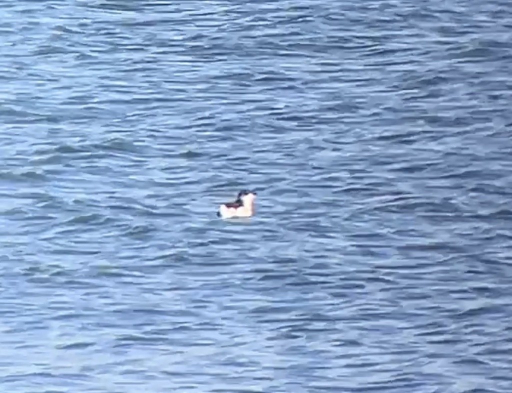 Пёстрый пыжик - ML650072209