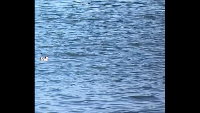 Пёстрый пыжик - ML650072232