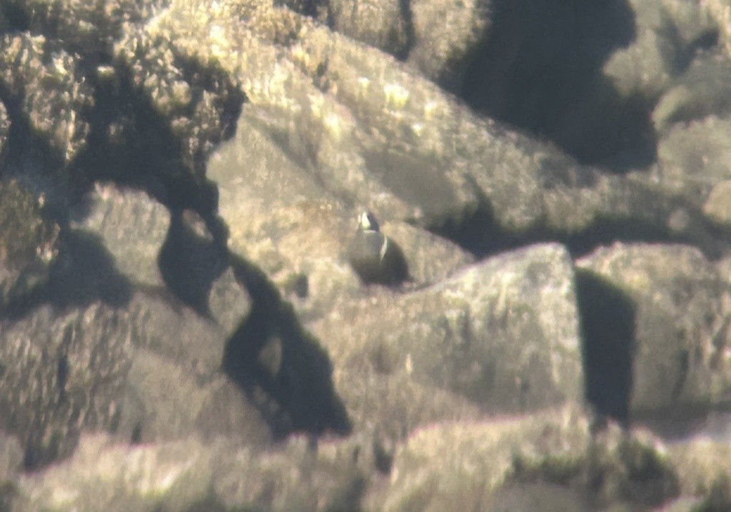 Каменушка - ML650072405