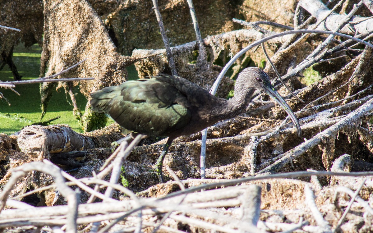 Ibis à face blanche - ML65007251