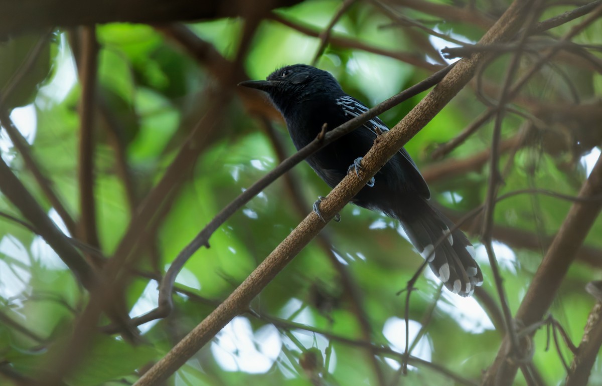 Rio Branco Antbird - ML650072606