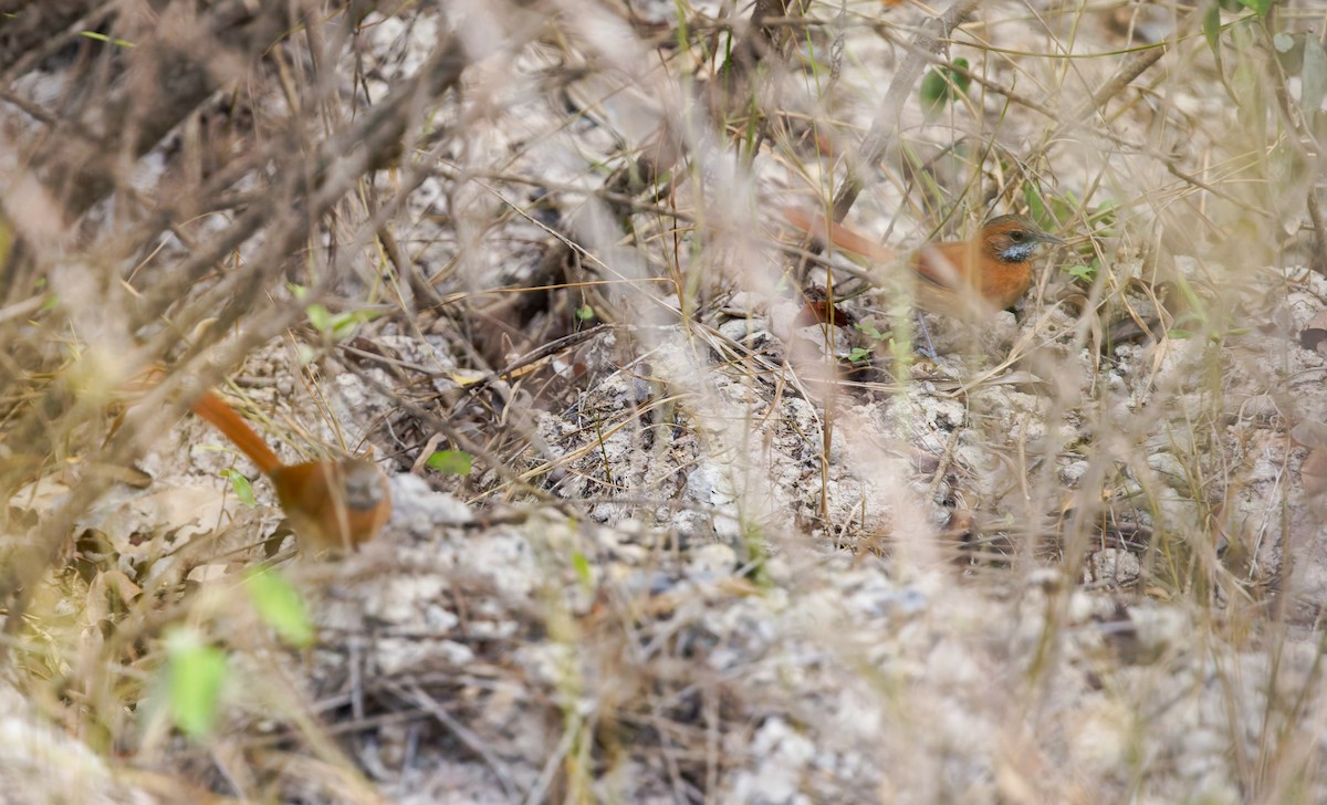 Hoary-throated Spinetail - ML650072616