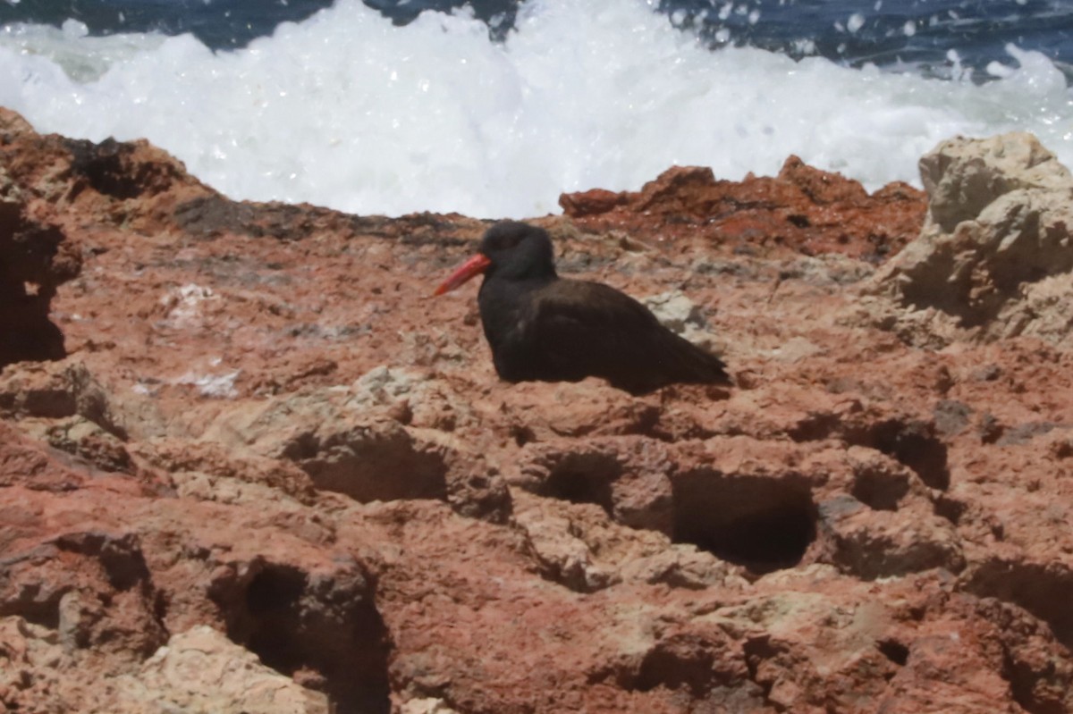 Huîtrier noir - ML650072936