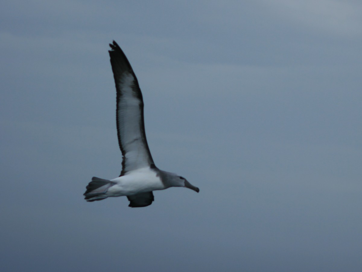 Salvin's Albatross - ML650072953