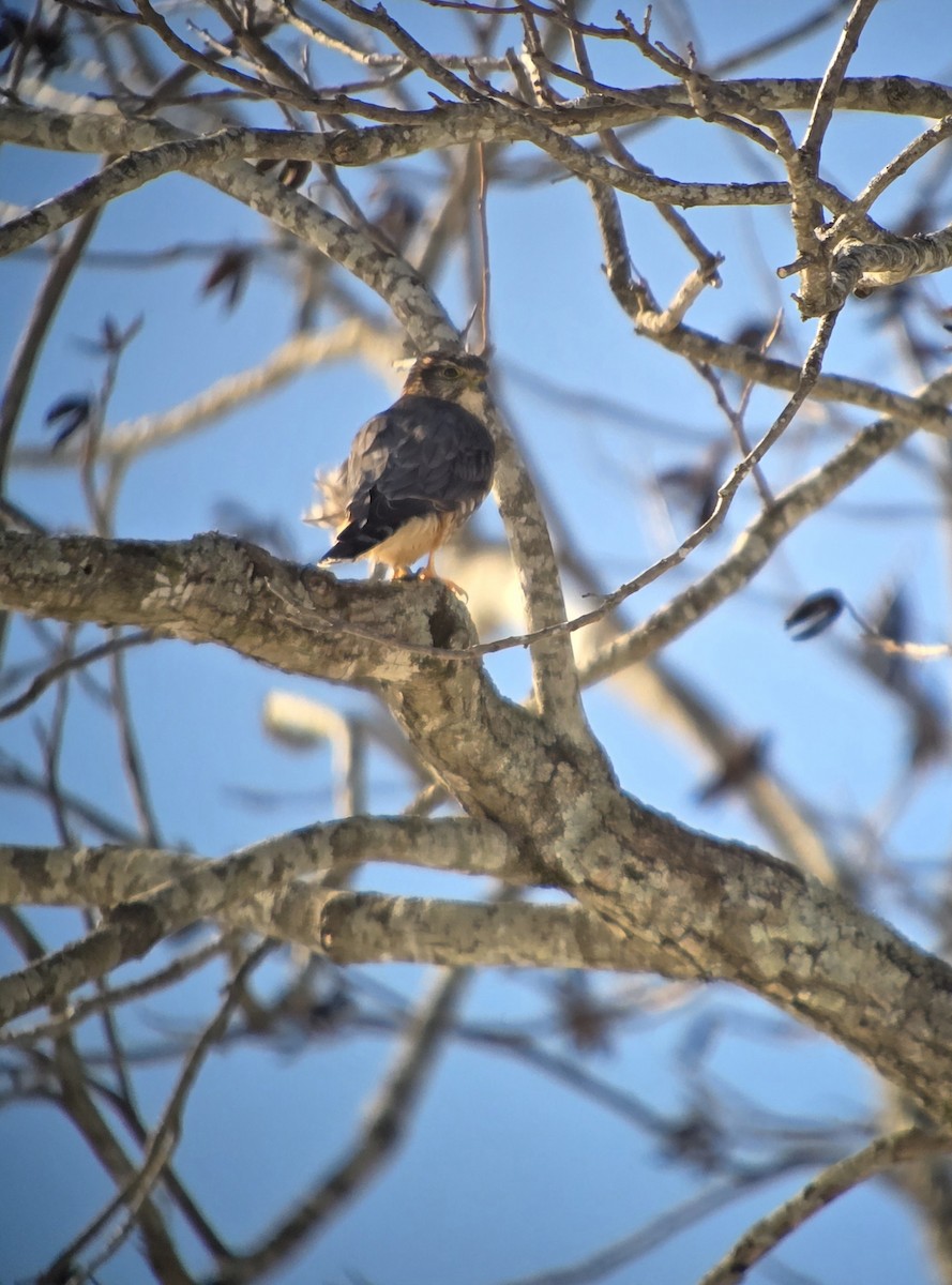 Merlin - ML650072959