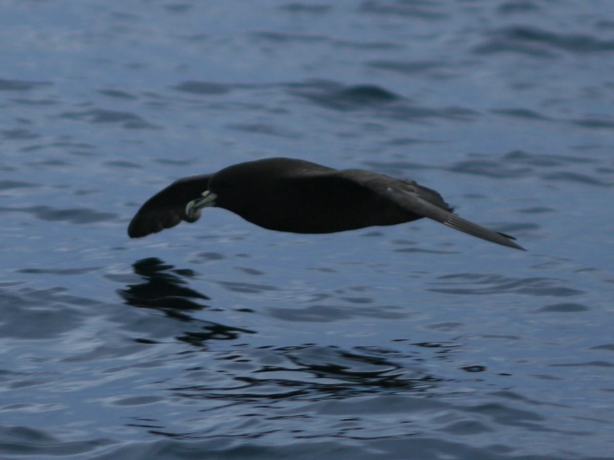 White-chinned Petrel - ML650073029