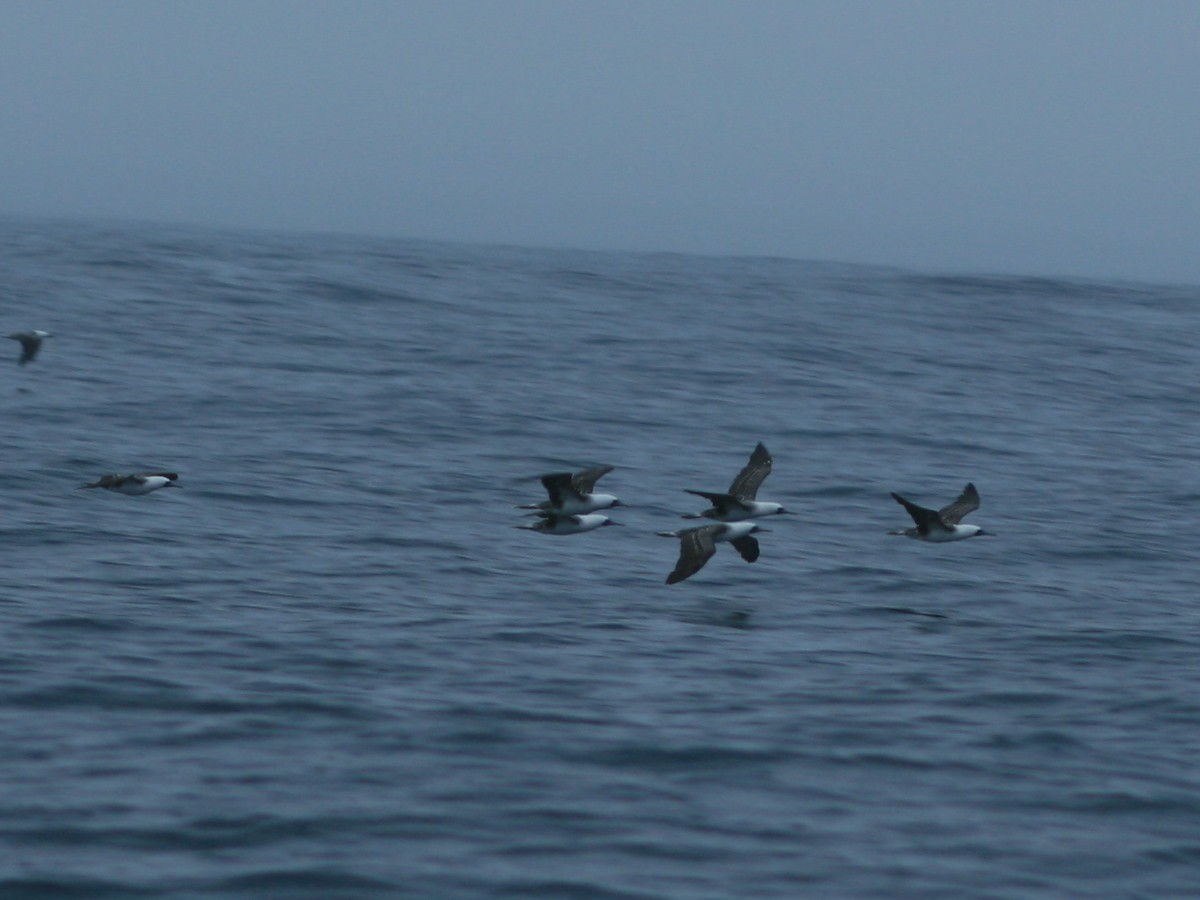Peruvian Booby - ML650073046