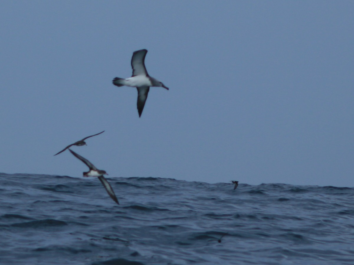 Salvin's Albatross - ML650073062