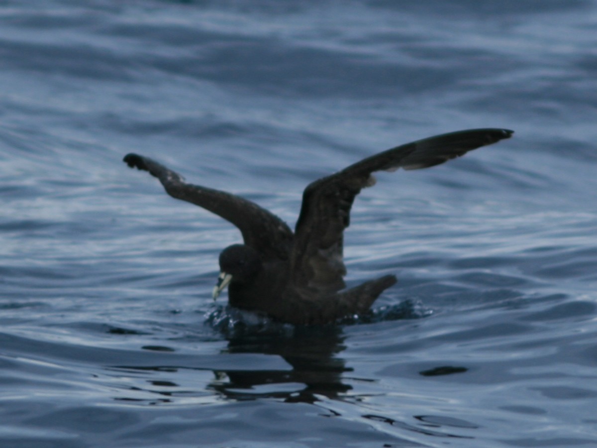 White-chinned Petrel - ML650073085