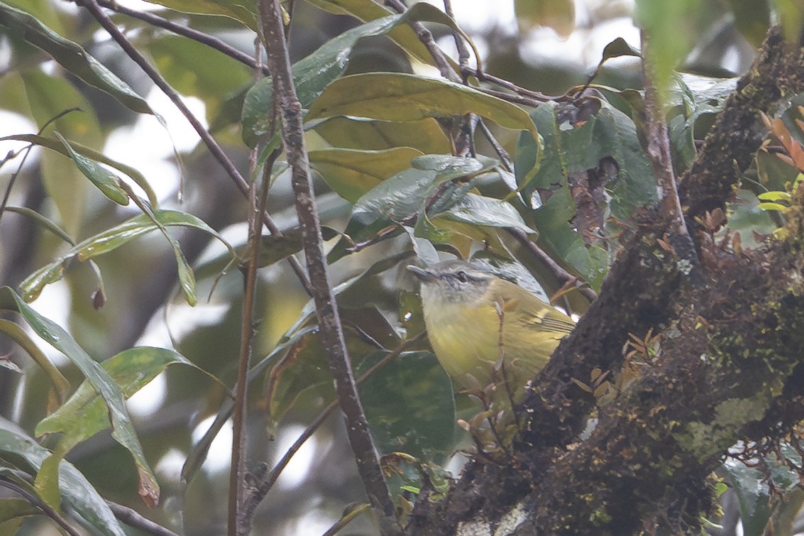 papuasanger (ceramensis) - ML650073287