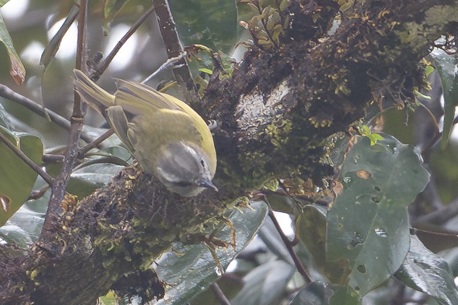 papuasanger (ceramensis) - ML650073299