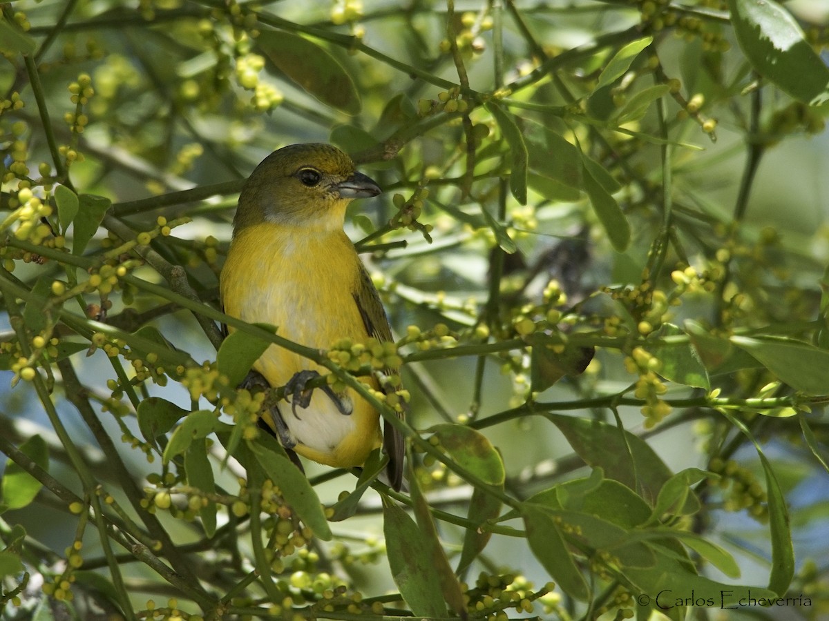 Yellow-throated Euphonia - ML65007341