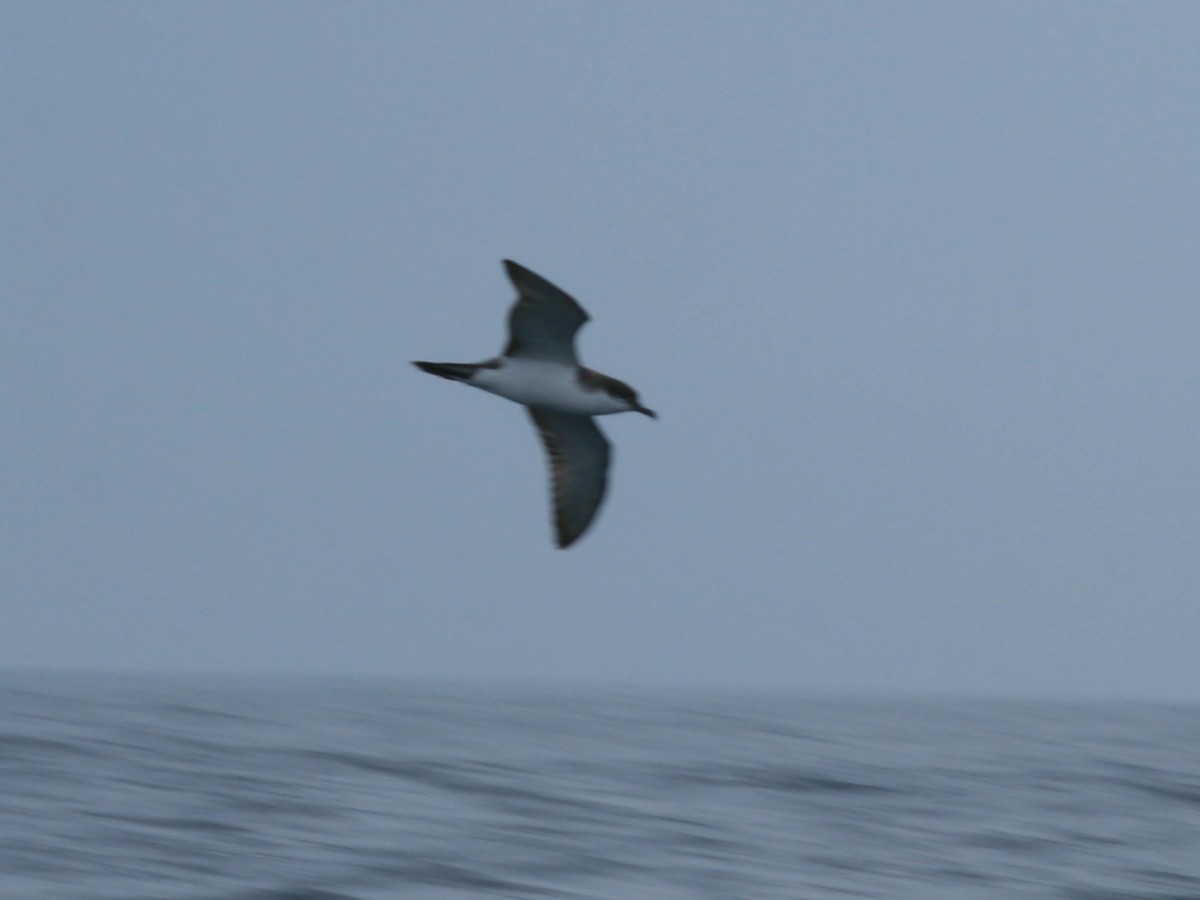 Buller's Shearwater - ML650073432
