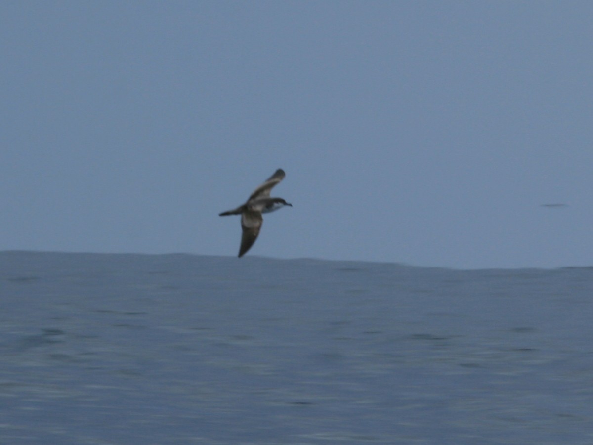 Buller's Shearwater - ML650073433