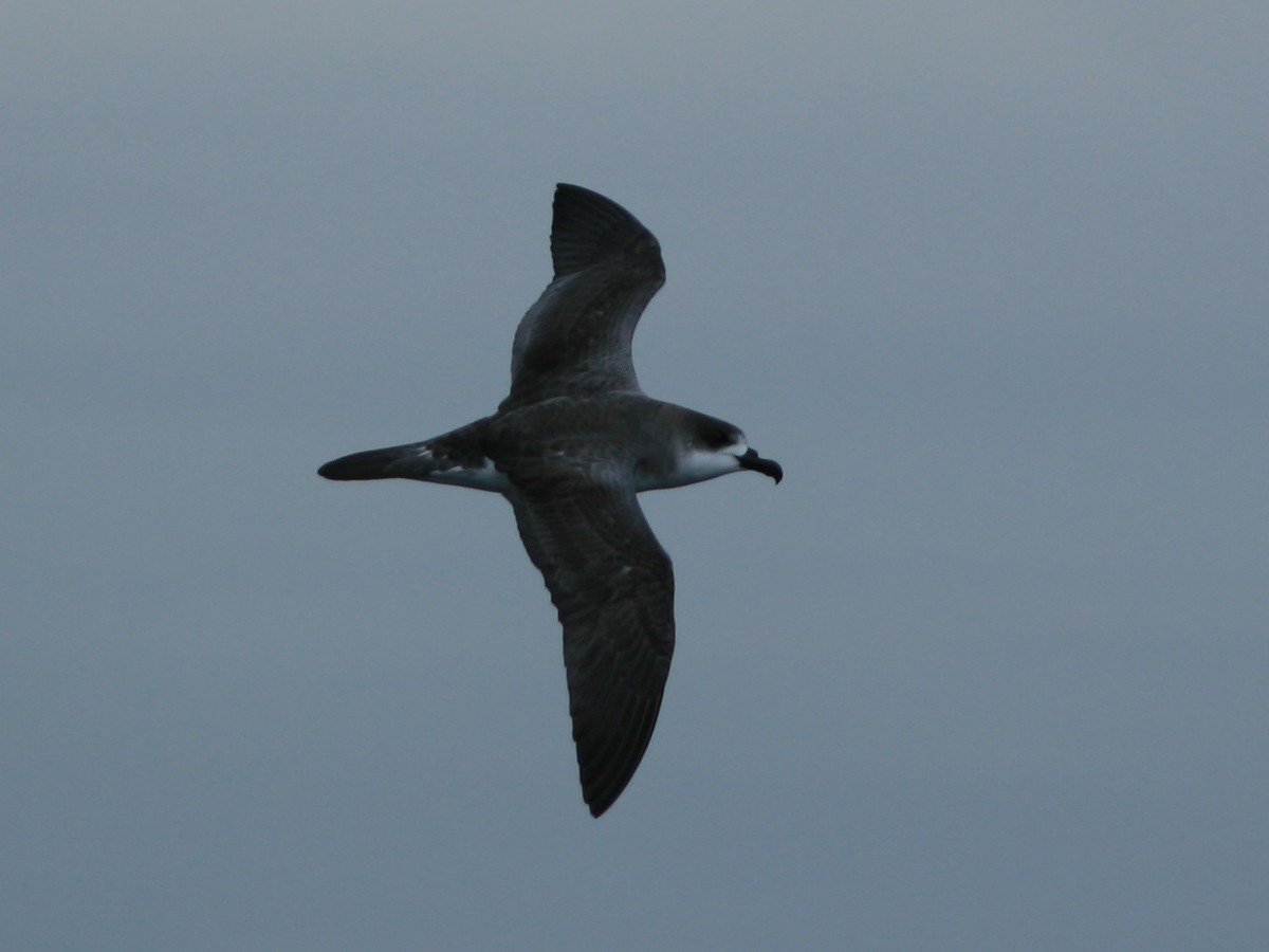 Juan Fernandez Petrel - ML650073445