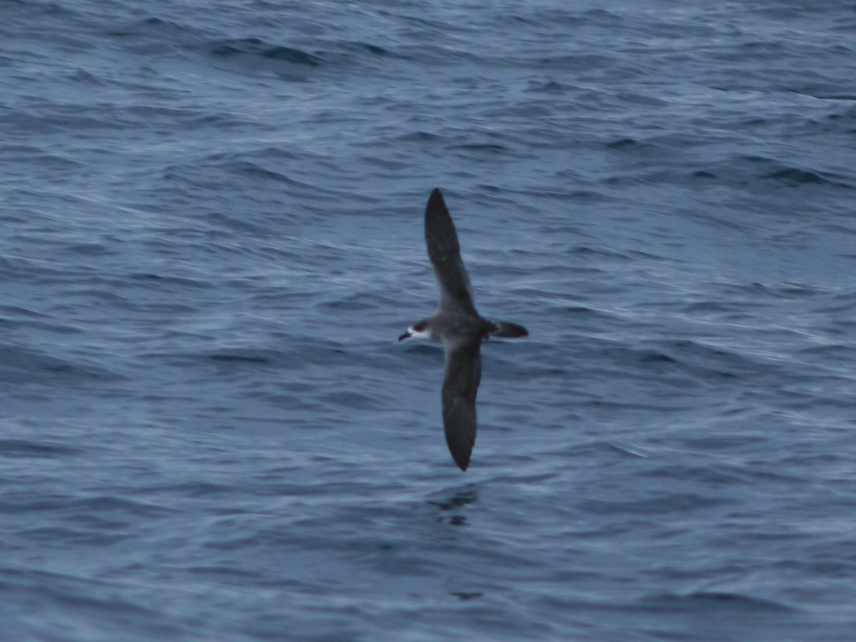 Juan Fernandez Petrel - ML650073446
