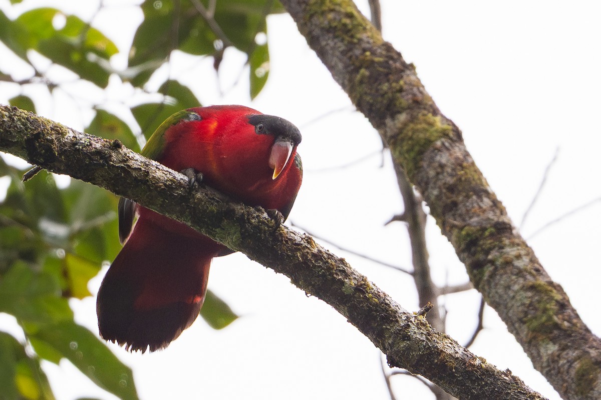 Purple-naped Lory - ML650073490