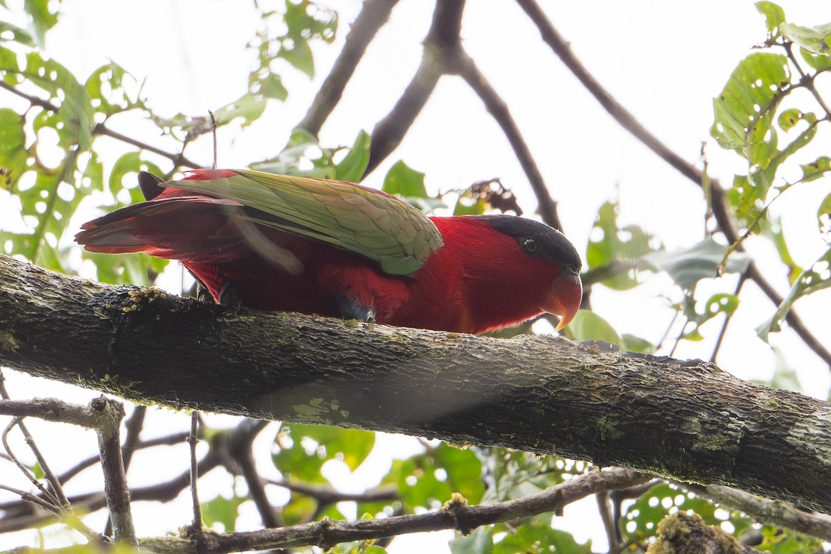 Purple-naped Lory - ML650073508
