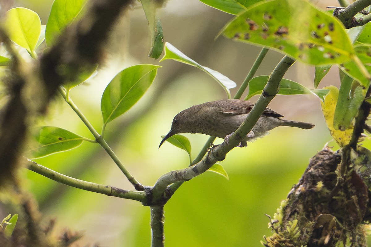 Seram Myzomela - ML650073578