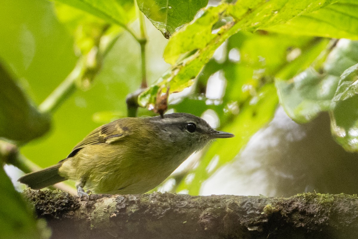 Island Leaf Warbler (Seram) - ML650073621
