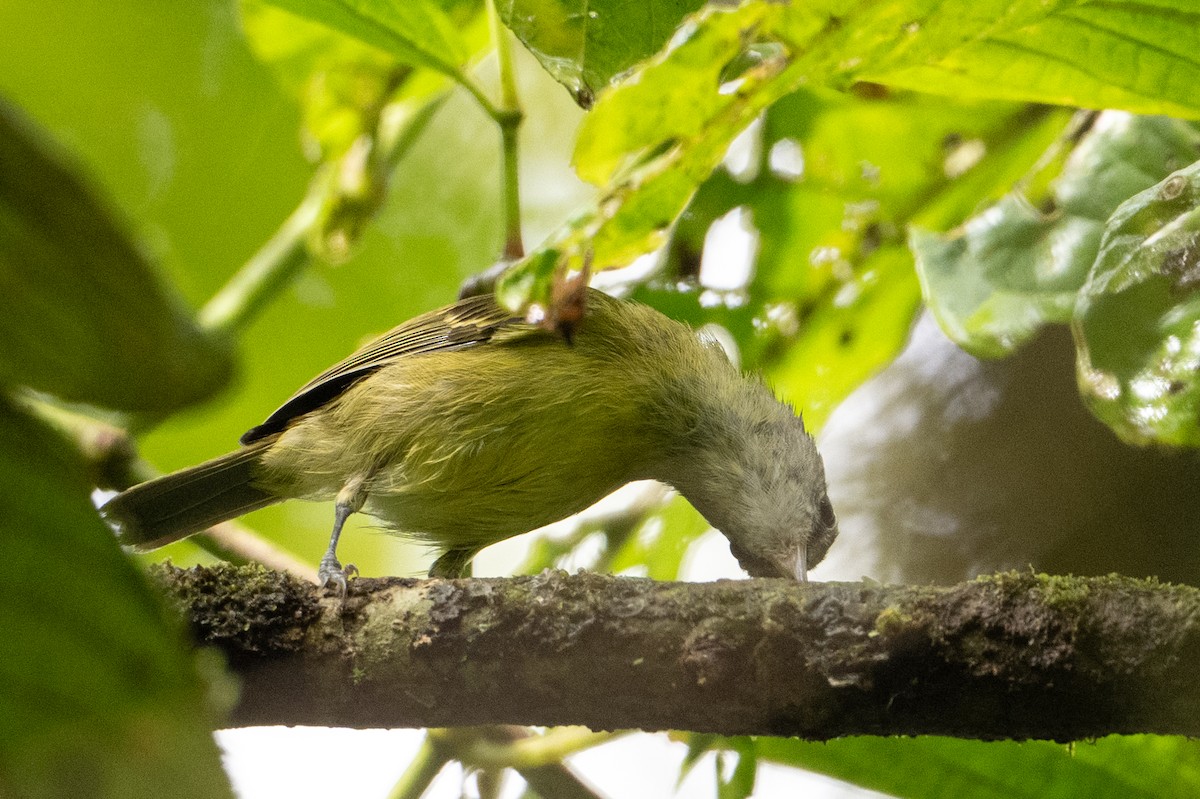 Island Leaf Warbler (Seram) - ML650073626