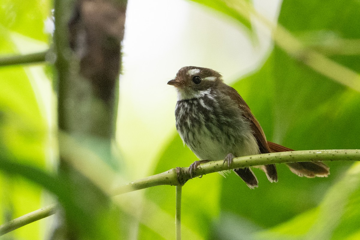 Streak-breasted Fantail - ML650073648