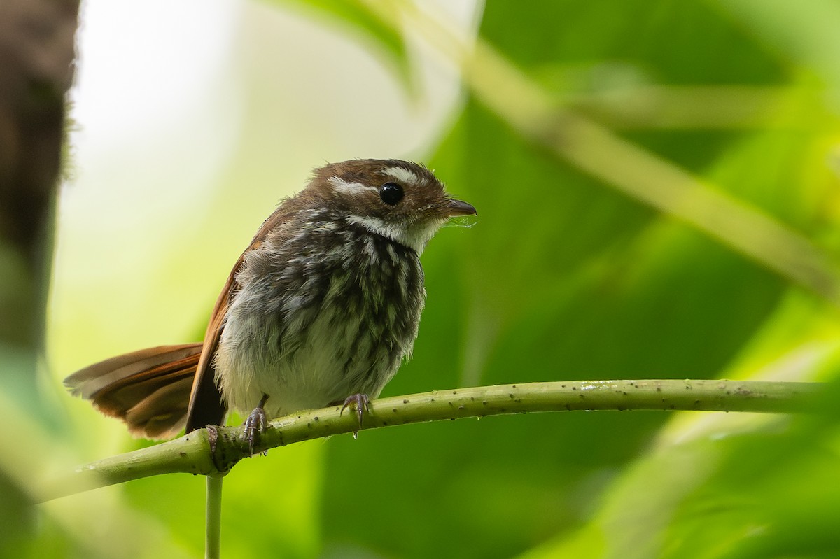 Streak-breasted Fantail - ML650073656