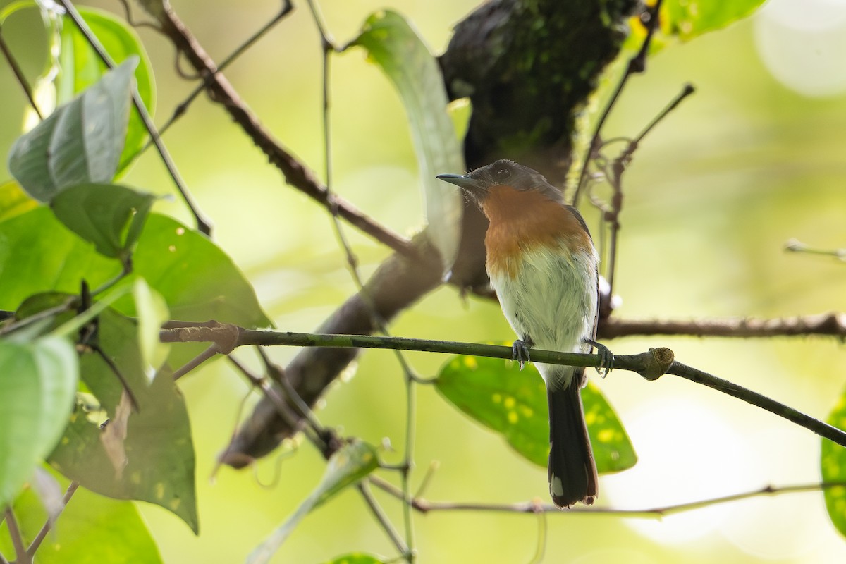 Moluccan Spectacled Monarch (Seram) - ML650073706