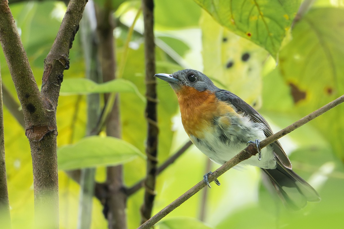 Moluccan Spectacled Monarch (Seram) - ML650073715