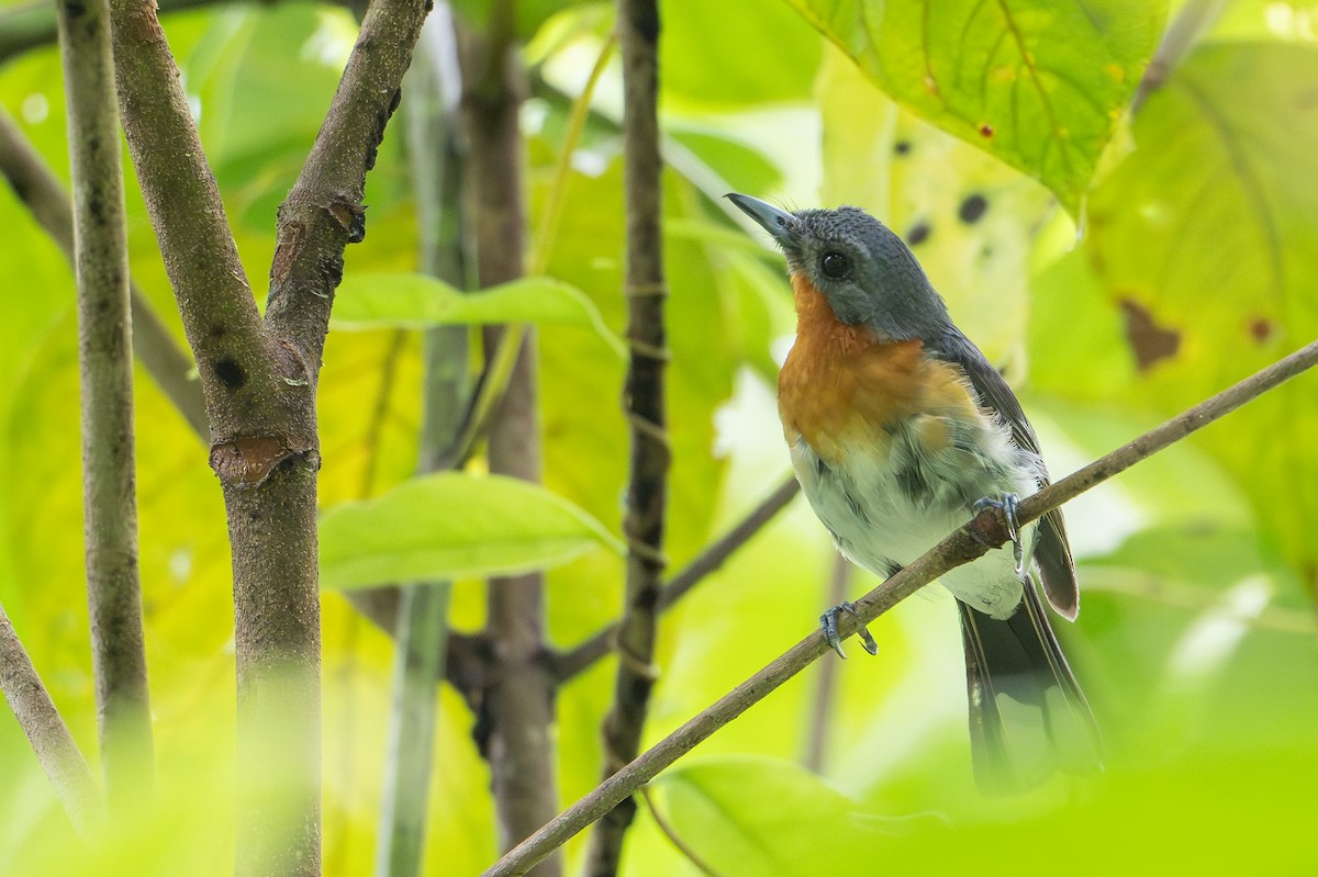 Moluccan Spectacled Monarch (Seram) - ML650073717