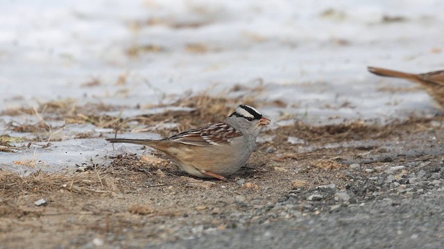 White-crowned Sparrow - ML650074263