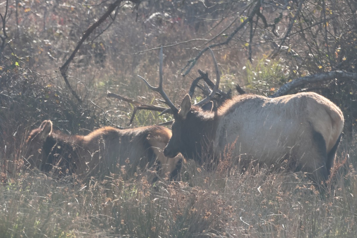 Олень Рузвельта - ML650074349