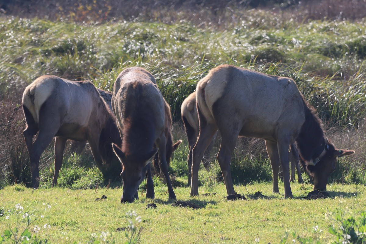 Олень Рузвельта - ML650074351