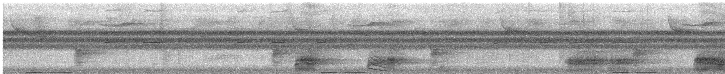 White-bellied Imperial-Pigeon - ML650074670