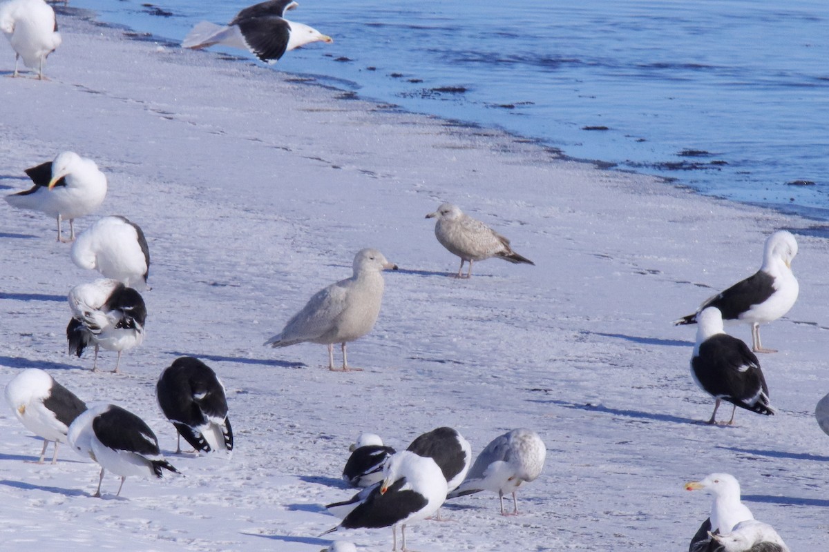 ML650074730 - Iceland Gull - Macaulay Library
