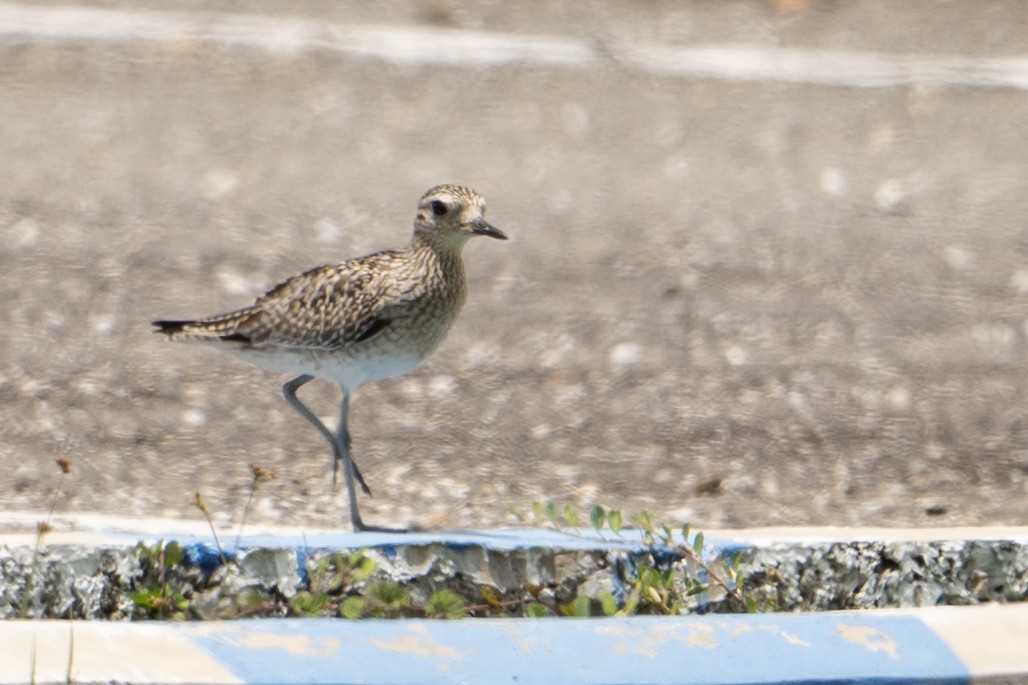 Pacific Golden-Plover - ML650075211