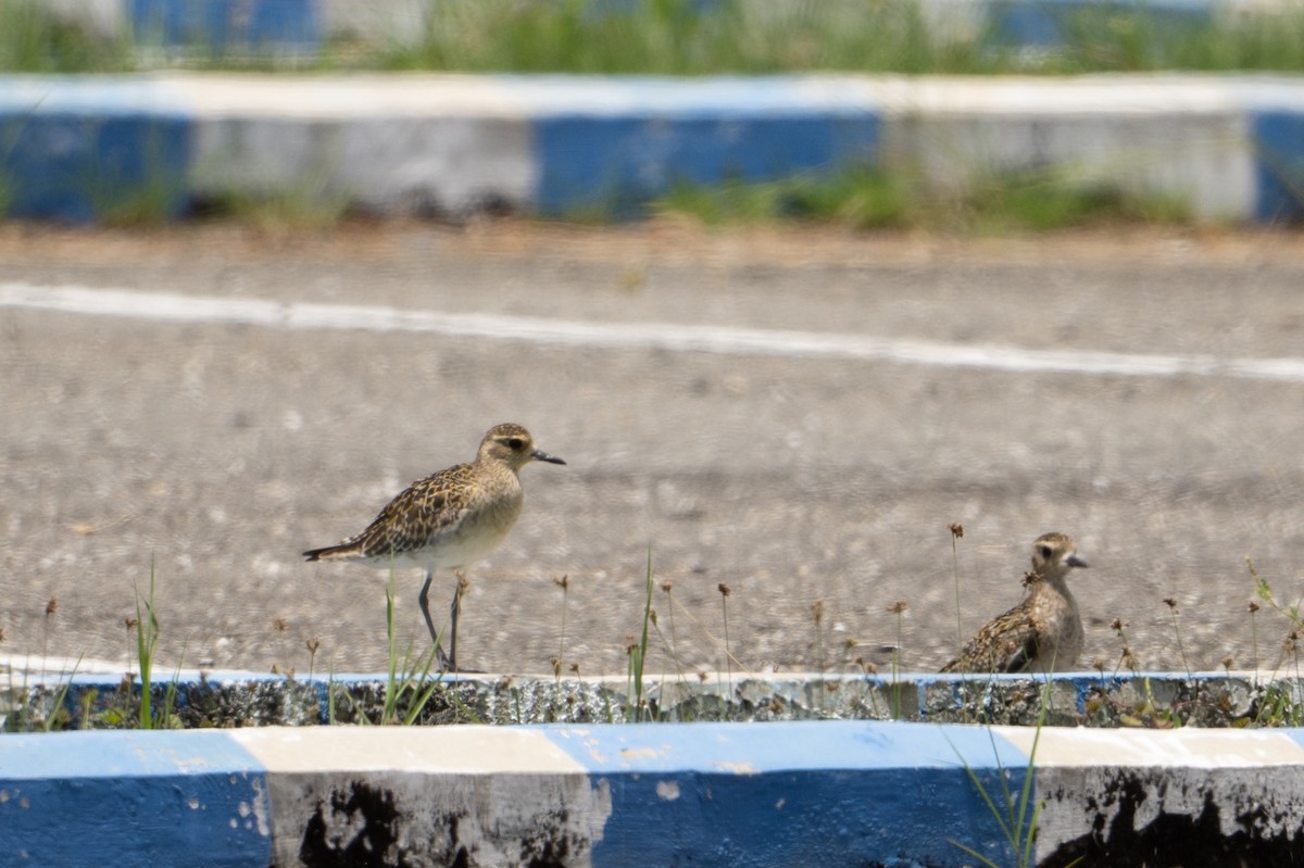 Pacific Golden-Plover - ML650075212