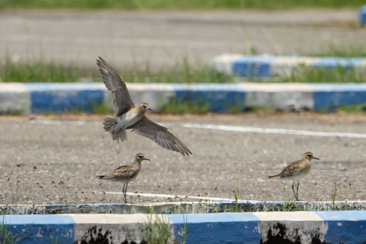 Pacific Golden-Plover - ML650075213